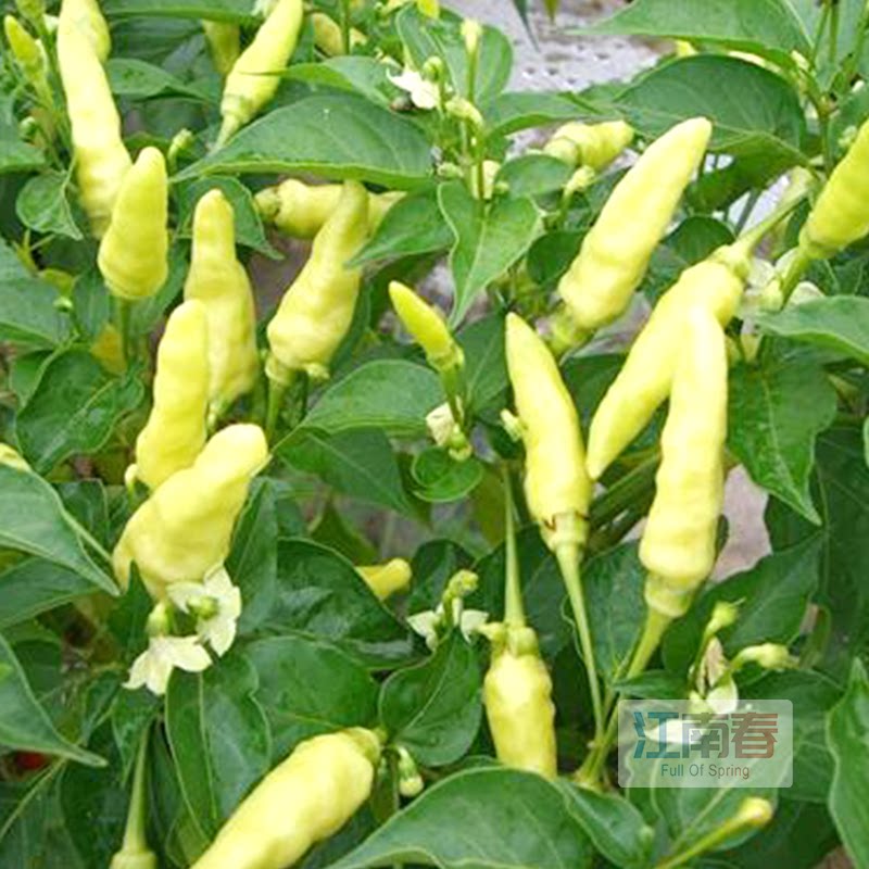 四季小米椒小米辣种籽苗朝天辣椒蔬菜泡椒种子孑籽种植特大食用