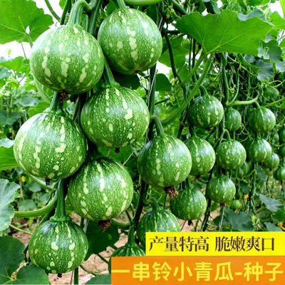 一串铃小青瓜种子早熟南瓜大田种
