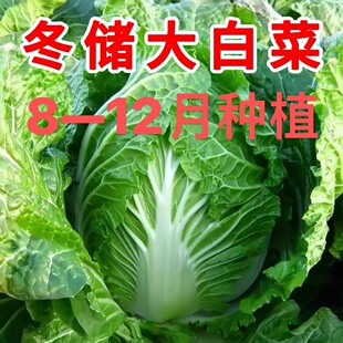 冬储王大白菜王种子腌酸菜黄心包心菜种早熟18斤白菜秋冬季种子