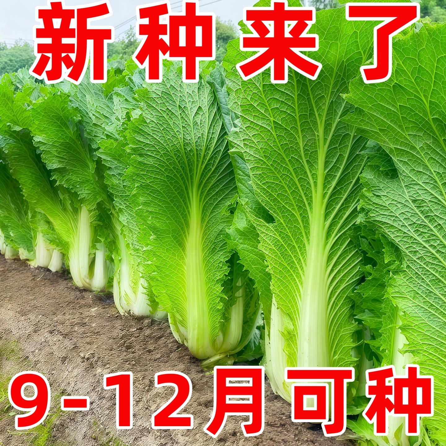 天津青麻叶菜籽农家大田蔬菜种籽