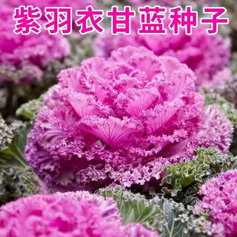 紫羽衣甘蓝种子盆栽耐高温