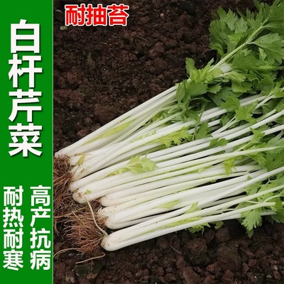 白杆芹菜白梗实芹耐抽苔高产耐寒
