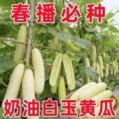 水果白瓜种孑白玉黄瓜白青瓜秧苗盆栽庭院高产春秋季 农家蔬菜种子