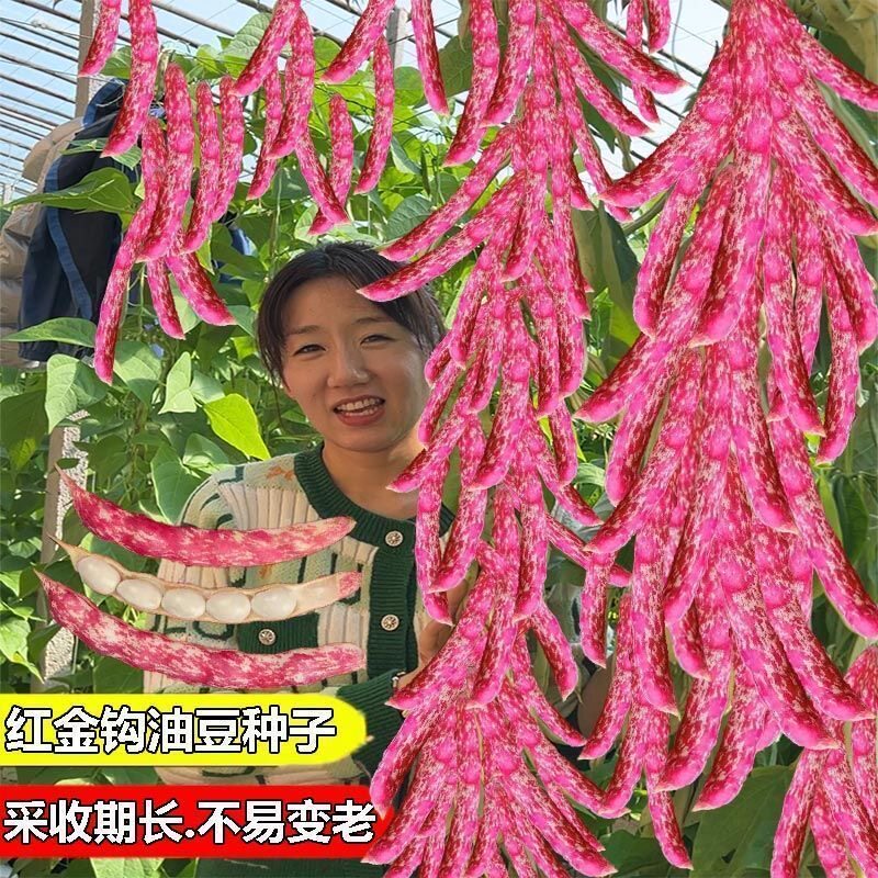 红金钩架豆种子早熟红皮豆角种东北油豆肉厚耐热春秋黄金钩种子籽