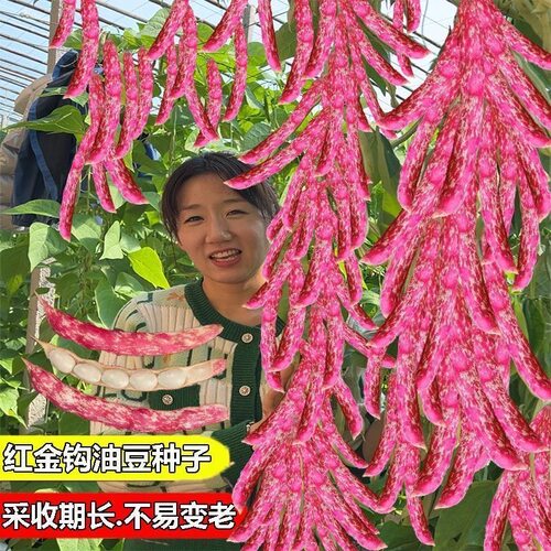 红金钩架豆种子早熟东北油豆肉厚