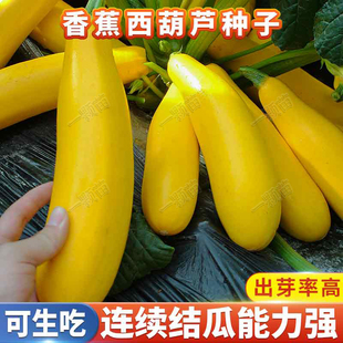 香蕉西葫芦籽黄色西葫芦瓜种籽种苗农家番瓜生瓜茭瓜蔬菜种孑高产