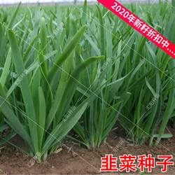 韭菜种子寿光独根红紫根宽叶不休眠巨丰雪韭791高产蔬菜种籽汉中