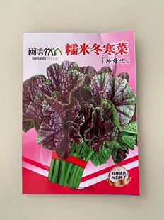 糯米冬寒菜种籽冬苋菜种子适合冬天菜种冬季蔬菜苗青菜孑菜籽菜苗