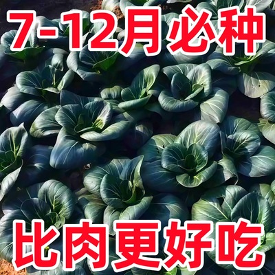 苏州青种子黑叶矮脚青上海青高产