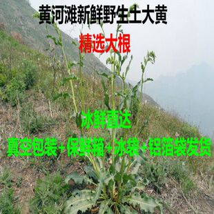 黄河滩野生土大黄 新鲜洋铁叶子根 洋铁叶 牛西西羊蹄根 现挖包邮
