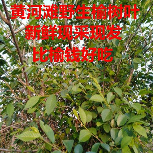 榆树叶黄河滩现摘新鲜