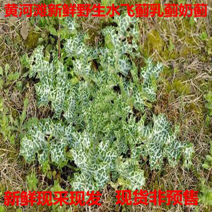 黄河滩野生新鲜水飞蓟叶现采现发 乳蓟 奶蓟草 非虎皮大蓟1斤包邮