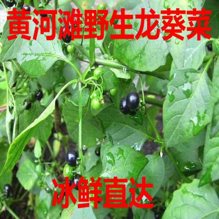 黄河滩野生新鲜龙葵草 天茄子黑天天 苦葵野辣椒黑茄子天茄棵包邮
