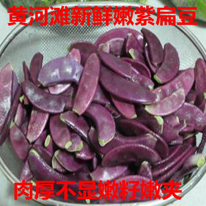 黄河滩边自然生长紫扁豆 新鲜蔬菜紫扁豆 红扁豆扁豆角荚芸豆包邮