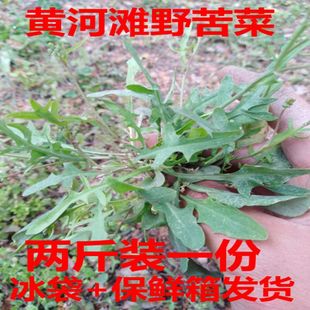 黄河滩新鲜野生苦菜 苦碟子苦麻子败酱草生吃蘸酱现挖现发3斤包邮