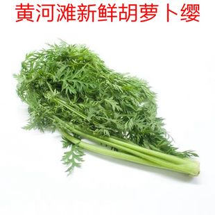 黄河滩新鲜胡萝卜叶子 新鲜萝卜叶 胡萝卜缨子 新鲜蔬菜胡萝卜缨