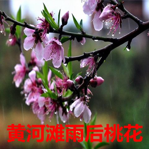 滩边新鲜现摘新鲜桃花花苞500克食用桃花朵花瓣纯露酵素桃花粥酒