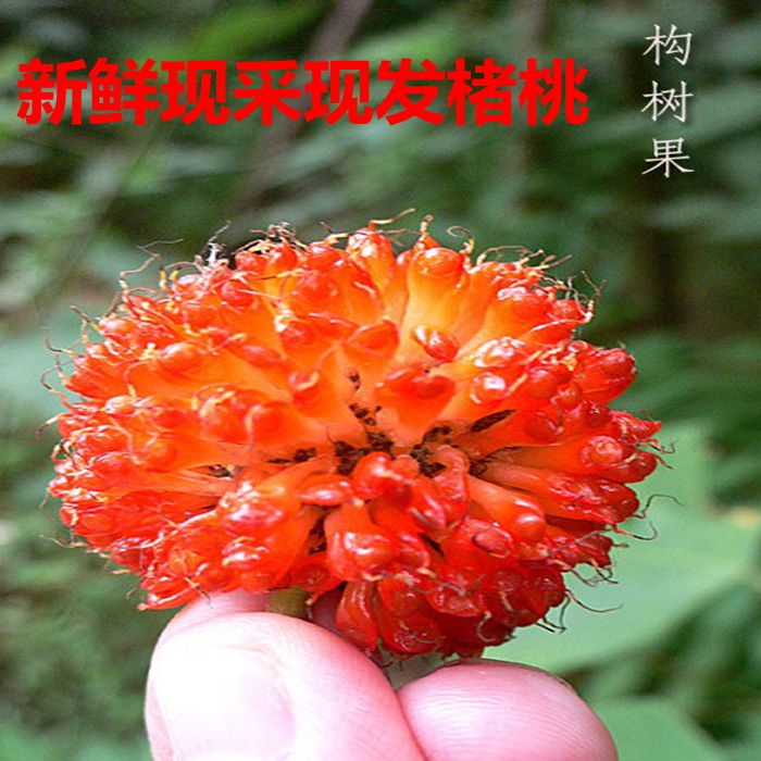 黄河滩新鲜褚桃,楮实子,沙纸树假杨梅构树果新鲜野生现采顺丰包邮