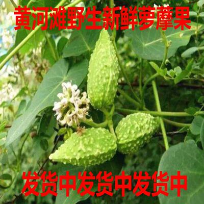 新鲜萝藦天浆壳蔓藤草奶合藤土古藤奶浆藤白环藤老瓜瓢瓜瓜瓢包邮