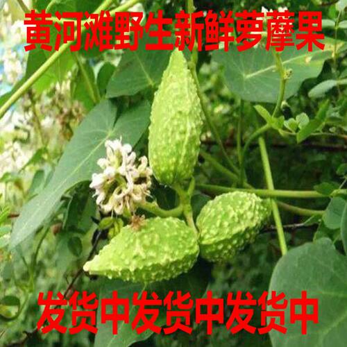 新鲜萝藦天浆壳蔓藤草奶合藤土古藤奶浆藤白环藤老瓜瓢瓜瓜瓢包邮