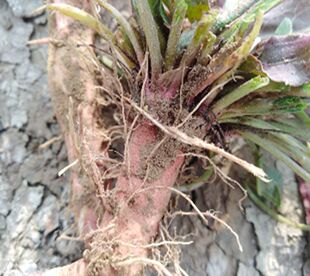 黄河滩土大黄 新鲜洋铁叶子根 洋铁叶 牛西西羊蹄根 现挖包邮