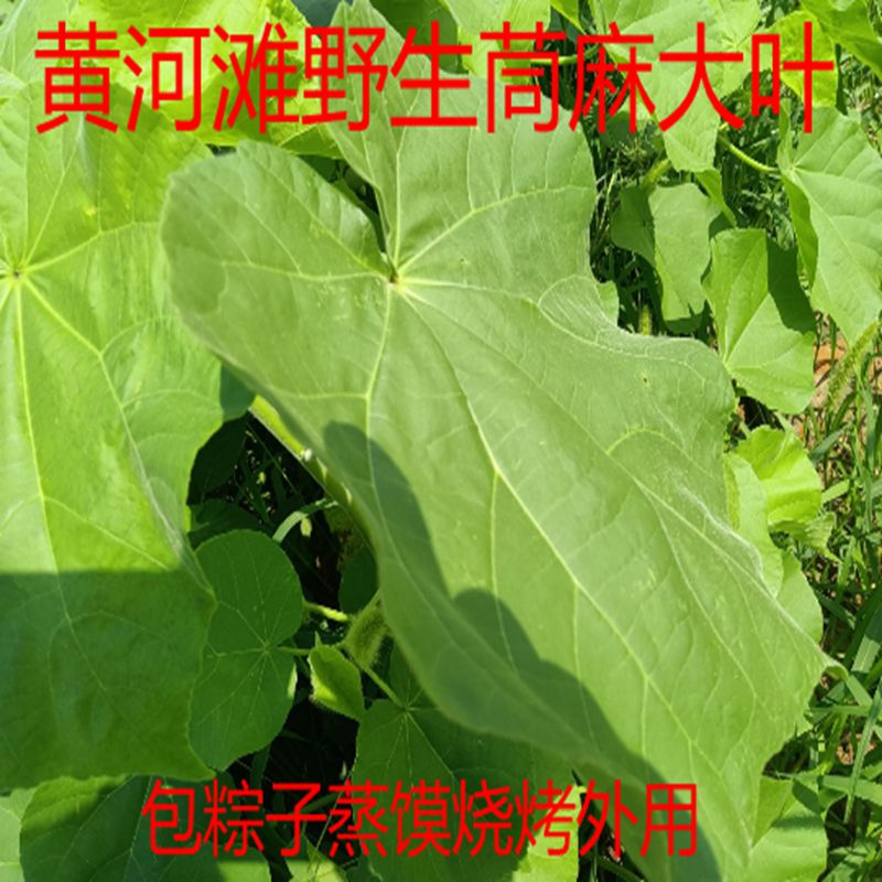 黄河滩苘麻叶 新鲜茼麻 白麻青麻 磨盘草 芝麻苎麻新鲜 500克包邮