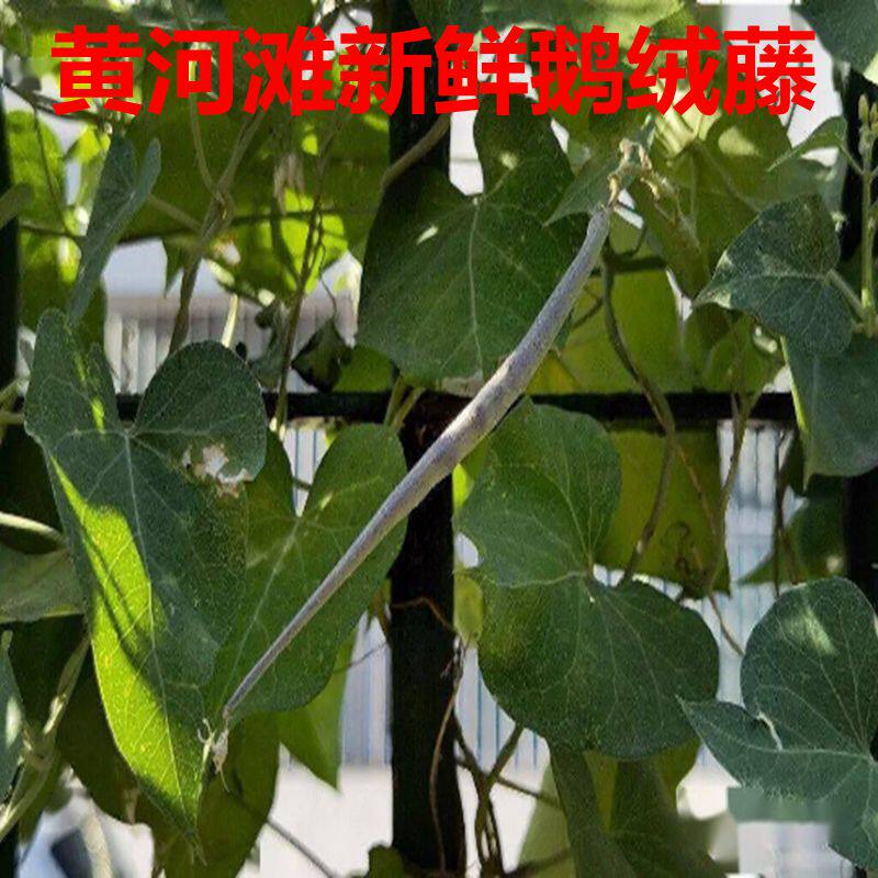 鹅绒藤新鲜鹅绒藤羊奶角角趋姐姐叶软毛牛皮消祖马花老牛肿祖子花