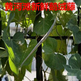 鹅绒藤新鲜鹅绒藤羊奶角角趋姐姐叶软毛牛皮消祖马花老牛肿祖子花