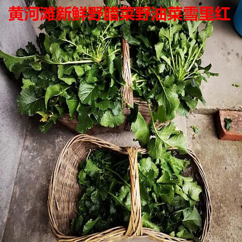 黄河滩新鲜野油菜 现挖野腊菜 新鲜野菜苦腊菜 野油菜 野菜雪里红