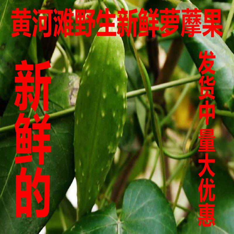 萝藦新鲜萝藦摩罗果 鹅绒藤 天浆壳蔓奶合藤奶浆藤羊母奶草通奶草
