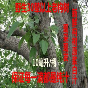 新鲜野生构树汁液楮桃树汁液10m构树汁 褚树原汁 30毫升顺丰包邮