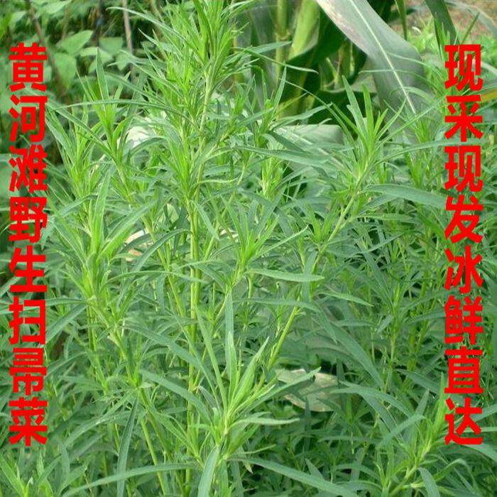扫帚菜野生新鲜 现摘新鲜扫帚菜食材野菜野生蔬菜一斤一份3斤包邮