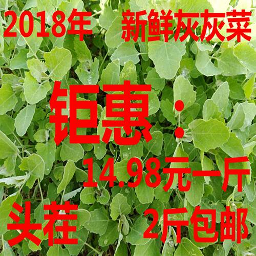 黄河滩野生新鲜灰灰菜 新鲜灰灰菜 灰苋菜 野灰菜灰挑菜 现挖包邮