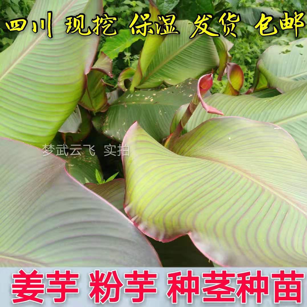 四川 姜芋 蕉藕 芭蕉芋 粉芋 旱藕 美人蕉 绿植 盆栽 种球茎种苗