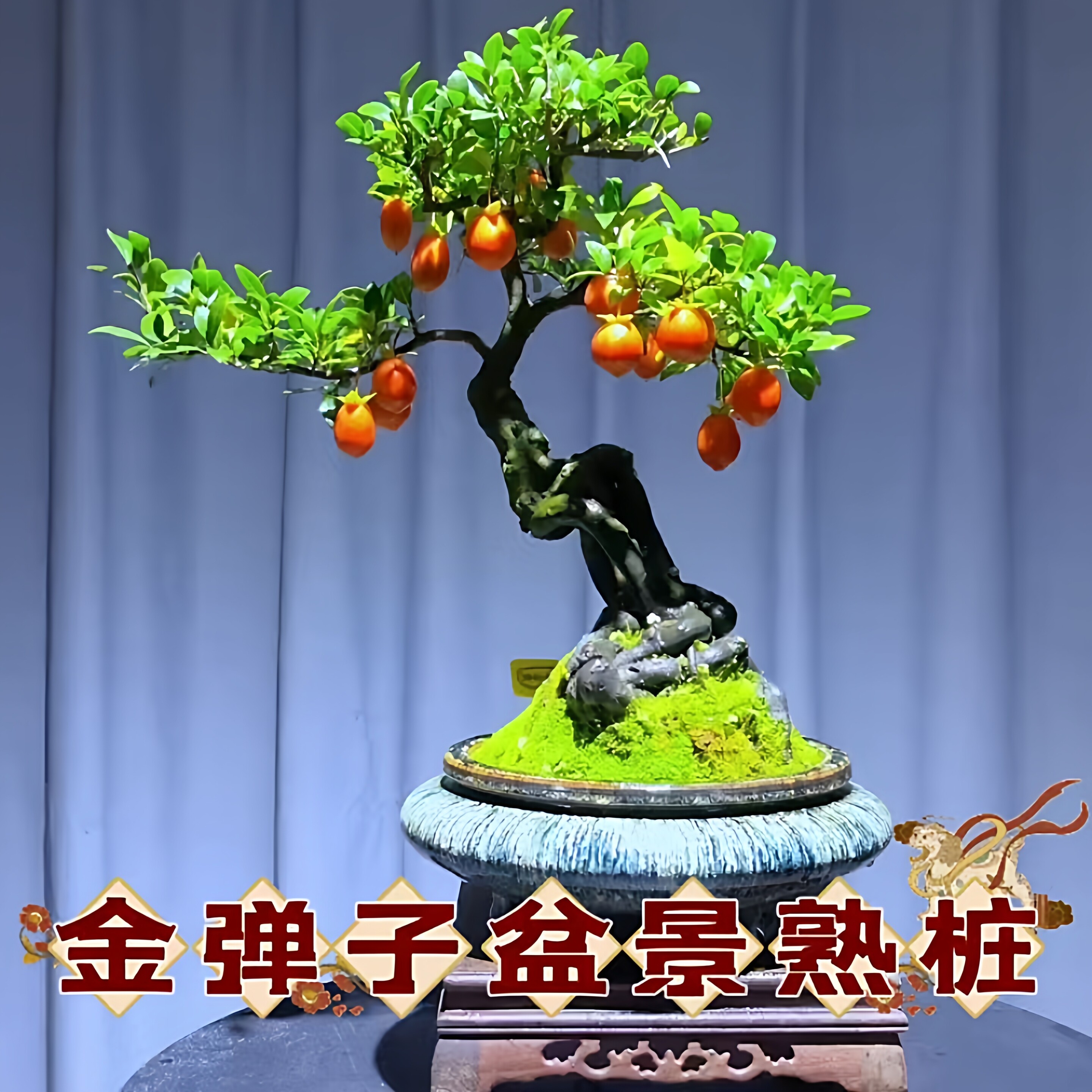 金弹子盆景 文人素材熟桩 练手桩下山疙瘩桩常青园艺庭院阳台盆栽