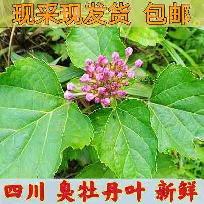 四川新鲜臭梧桐1斤包邮
