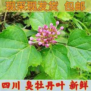 四川新鲜臭梧桐1斤包邮