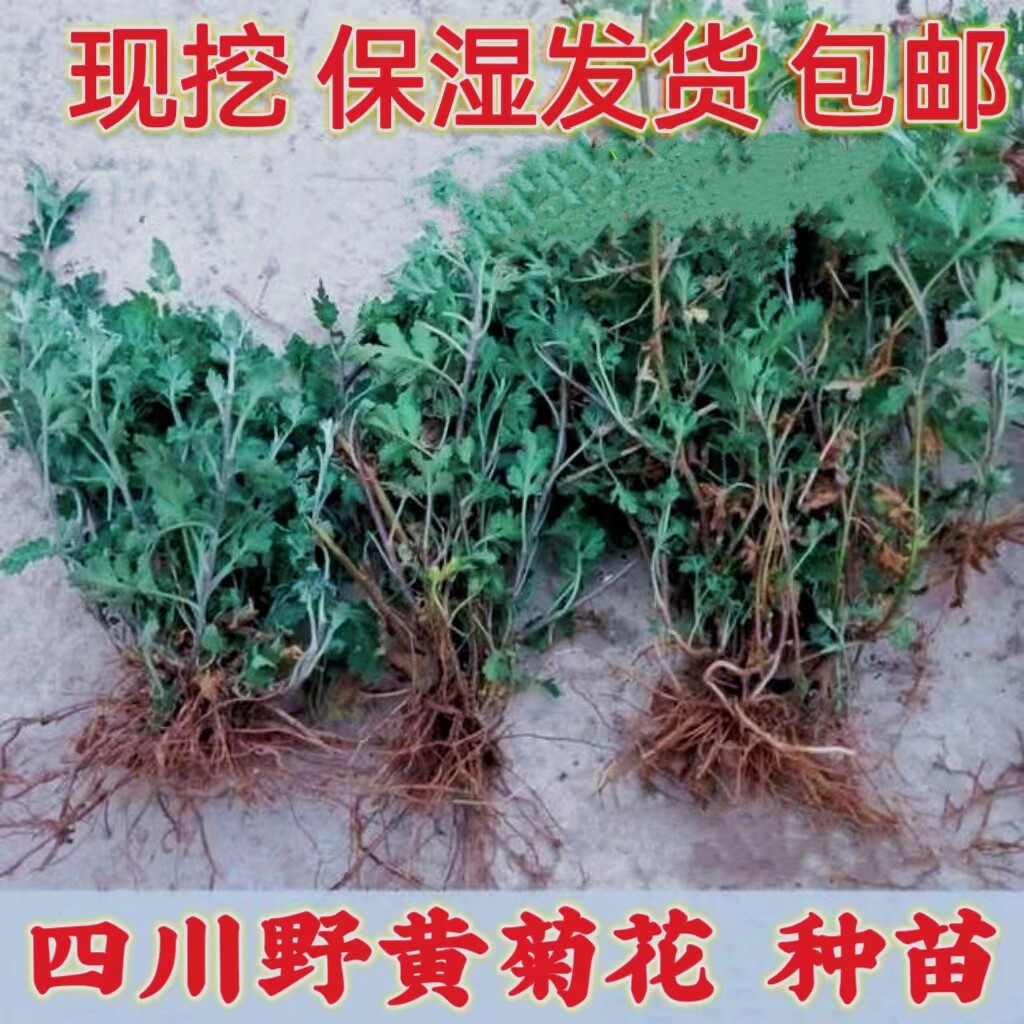 四川 野黄菊花种苗老根 四季阳台庭院盆栽绿植 食用入药泡茶清热