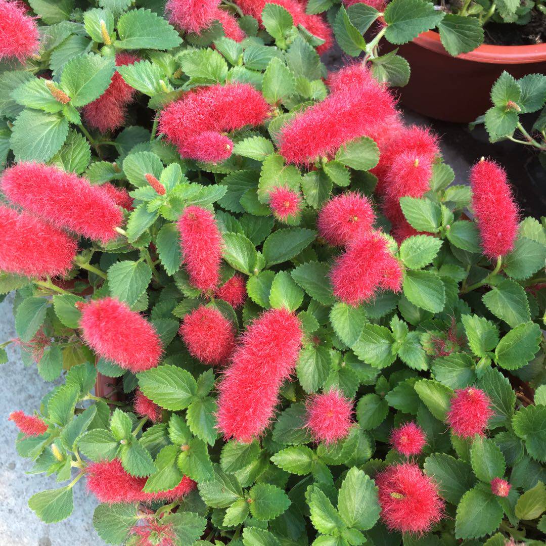 岁岁红盆栽 红穗铁苋菜 狗尾红 红樱吊兰串串红 阳台垂吊花卉植物