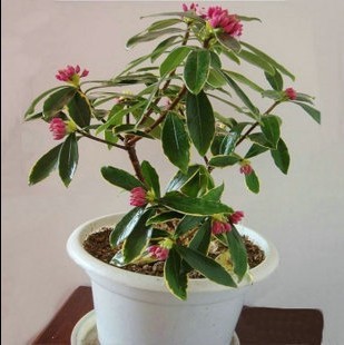 金边瑞香盆栽包邮耐寒盆景绿植花卉瑞香花苗带花苞花期