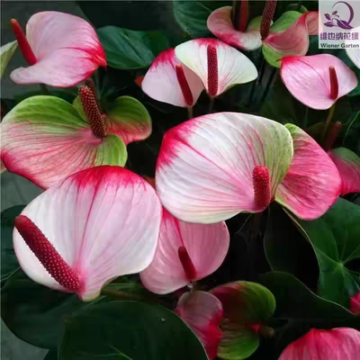 盆栽带花绿植水培白掌桌面