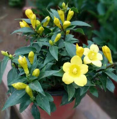 冬季带花苞小盆栽法国 香水茉莉茉莉花