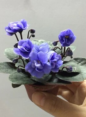 非洲堇紫罗兰盆栽花苗观花植物阳台鲜花带花发货