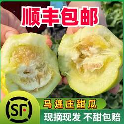 现货山东青岛马连庄甜瓜新鲜现摘水果老式小甜瓜蜜甜宝莱西香瓜