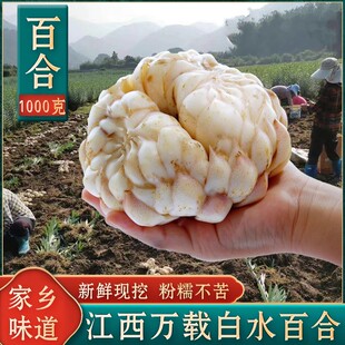 现货江西万载龙牙百合新鲜现挖大百合甜百芽合粉糯百合非宜兴兰州