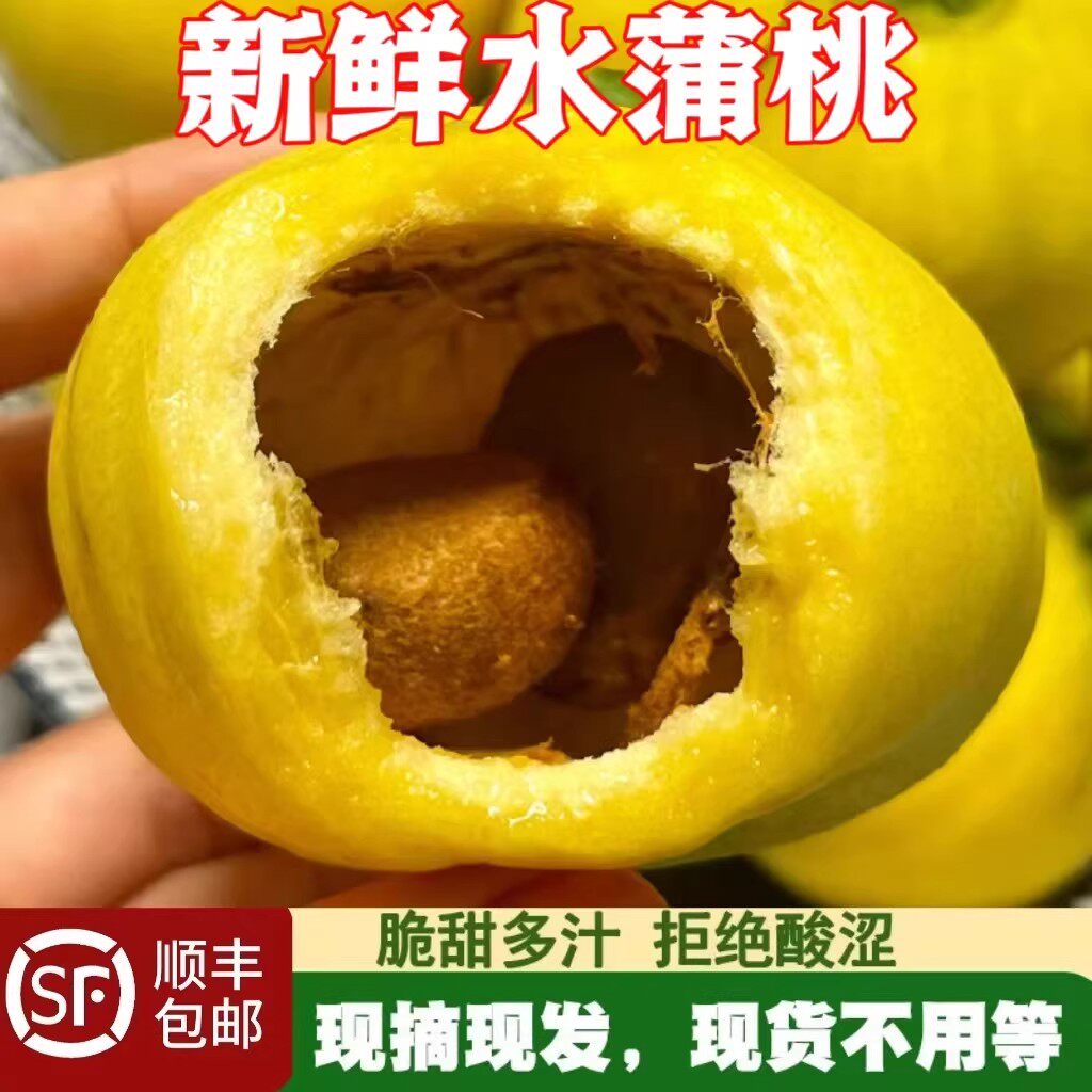 顺丰现摘水蒲桃新鲜水果叮当果水葡萄铃铛果蒲桃自种优质水果现货
