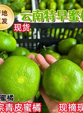 现货云南青皮蜜橘新鲜绿皮橘子当季酸甜水果酸青黄皮桔子寻乌蜜橘