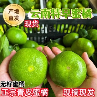 现货云南青皮蜜橘新鲜绿皮橘子当季酸甜水果酸青黄皮桔子寻乌蜜橘