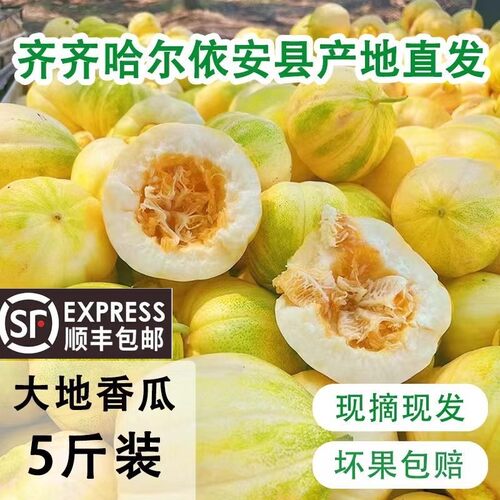 顺丰正宗东北大地香瓜特产小甜瓜新鲜现摘当季脆甜蜜瓜脆瓜白糖罐