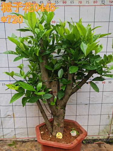 栀子花树苗老桩古桩熟桩庭院阳台室内花卉绿植盆栽四季常青浓香型